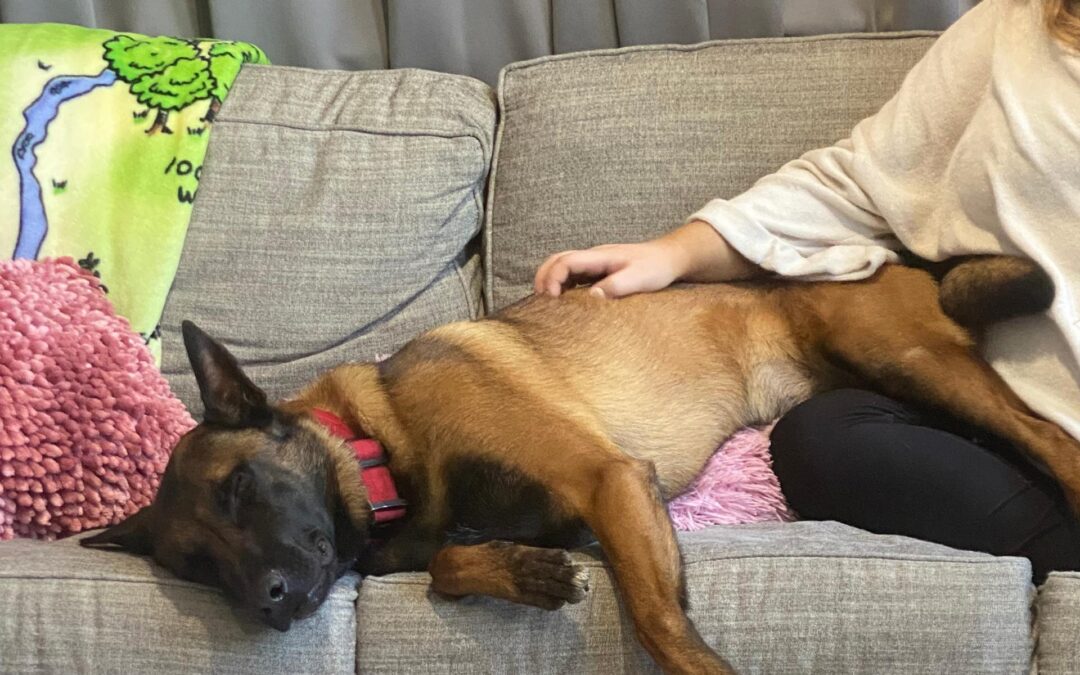 Not So Scary: The Power of Belgian Malinois and Other Stigmatized Breeds in Therapy
