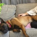 Not So Scary: The Power of Belgian Malinois and Other Stigmatized Breeds in Therapy
