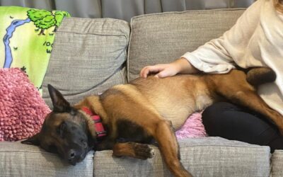 Not So Scary: The Power of Belgian Malinois and Other Stigmatized Breeds in Therapy